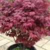 Red Japanese Maple - Acer Palmatum 'Atropurpureum' - 1 Gallon Pot -Garden Plants Shop Japanese Maple Atropurpureum 1