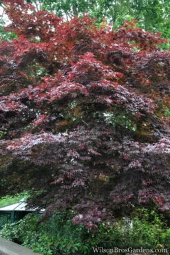 Red Japanese Maple - Acer Palmatum 'Atropurpureum' - 1 Gallon Pot -Garden Plants Shop Japanese Maple Atropurpureum 2