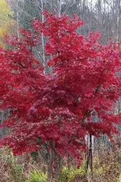 Red Japanese Maple - Acer Palmatum 'Atropurpureum' - 1 Gallon Pot -Garden Plants Shop Japanese Maple Atropurpureum 3
