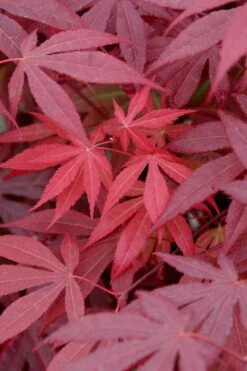Red Japanese Maple - Acer Palmatum 'Atropurpureum' - 1 Gallon Pot -Garden Plants Shop Japanese Maple Atropurpureum 4