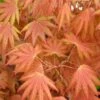 Autumn Moon Japanese Maple - 3 Gallon Pot (3-3.5') -Garden Plants Shop Japanese Maple Autumn Moon 2