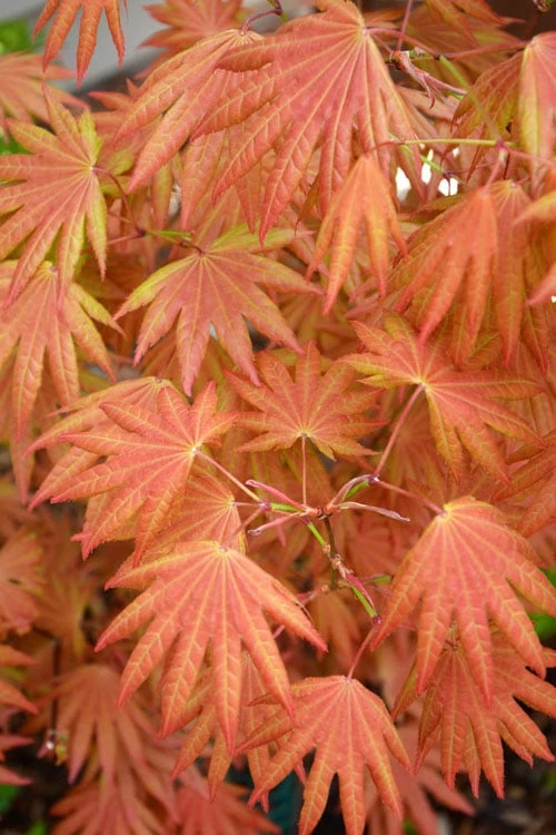Autumn Moon Japanese Maple - 3 Gallon Pot (3-3.5') 3 Autumn Moon Japanese Maple - 3 Gallon Pot (3-3.5')