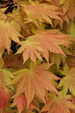Autumn Moon Japanese Maple - 3 Gallon Pot (3-3.5') 12 Autumn Moon Japanese Maple - 3 Gallon Pot (3-3.5') -Garden Plants Shop Japanese Maple Autumn Moon 3