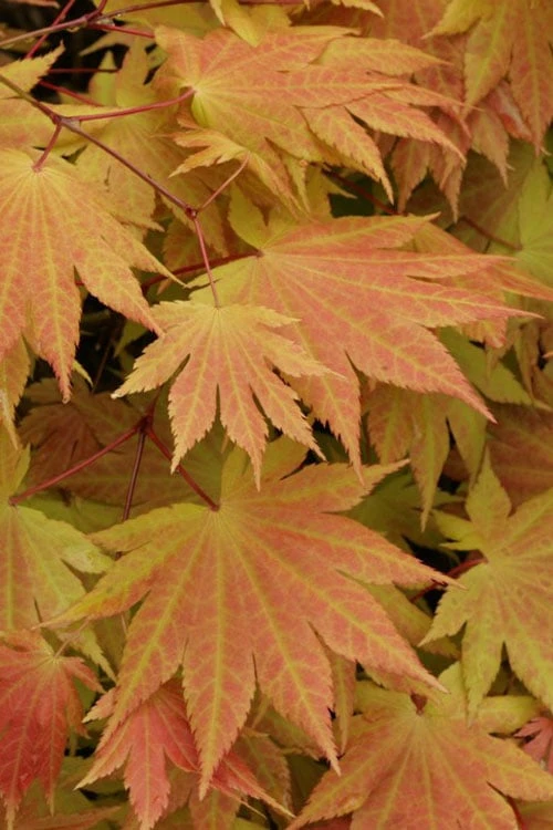 Autumn Moon Japanese Maple - 3 Gallon Pot (3-3.5') 6 Autumn Moon Japanese Maple - 3 Gallon Pot (3-3.5') - Image 4