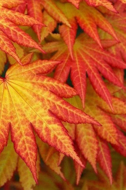 Autumn Moon Japanese Maple - 3 Gallon Pot (3-3.5') 7 Autumn Moon Japanese Maple - 3 Gallon Pot (3-3.5') - Image 5