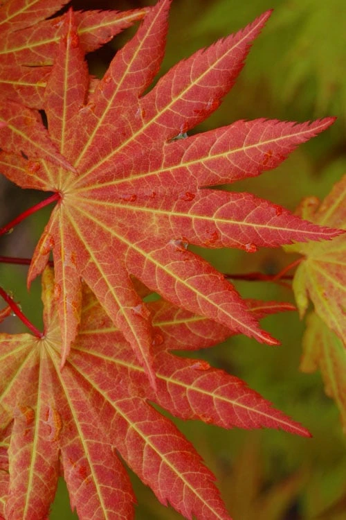 Autumn Moon Japanese Maple - 3 Gallon Pot (3-3.5') 8 Autumn Moon Japanese Maple - 3 Gallon Pot (3-3.5') - Image 6
