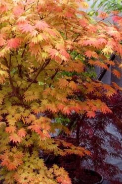 Autumn Moon Japanese Maple - 3 Gallon Pot (3-3.5') 15 Autumn Moon Japanese Maple - 3 Gallon Pot (3-3.5') -Garden Plants Shop Japanese Maple Autumn Moon 7
