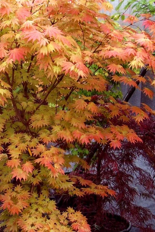 Autumn Moon Japanese Maple - 3 Gallon Pot (3-3.5') 9 Autumn Moon Japanese Maple - 3 Gallon Pot (3-3.5') - Image 7