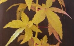 Bihou Yellow Bark Japanese Maple - 1 Gallon Pot -Garden Plants Shop Japanese Maple Bihou Yellow Bark
