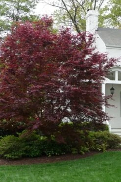 Bloodgood Red Leaf Japanese Maple - 7 Gallon Pot (4-5') -Garden Plants Shop Japanese Maple Boodgood 20 2