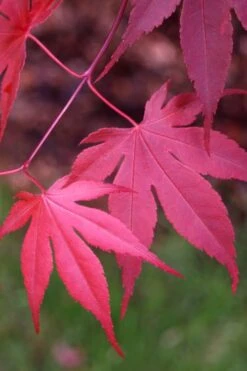 Bloodgood Red Leaf Japanese Maple - 5 Gallon Pot (2-3') -Garden Plants Shop Japanese Maple Boodgood 22 1