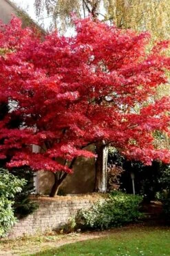 Bloodgood Red Leaf Japanese Maple - 5 Gallon Pot (2-3') -Garden Plants Shop Japanese Maple Boodgood 23 1