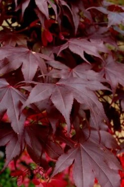 Bloodgood Red Leaf Japanese Maple - 5 Gallon Pot (2-3') -Garden Plants Shop Japanese Maple Boodgood 24 1