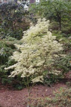 Butterfly Japanese Maple - 5 Gallon Pot -Garden Plants Shop Japanese Maple Butterfly 1