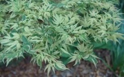 Butterfly Japanese Maple - 2 Gallon Pot -Garden Plants Shop Japanese Maple Butterfly 3 1