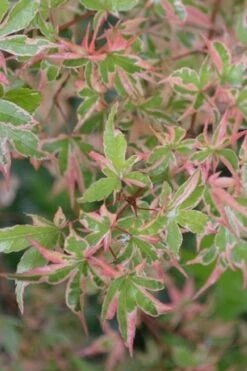 Butterfly Japanese Maple - 2 Gallon Pot -Garden Plants Shop Japanese Maple Butterfly 4 1