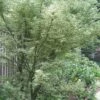 Butterfly Japanese Maple - 5 Gallon Pot -Garden Plants Shop Japanese Maple Butterfly 5