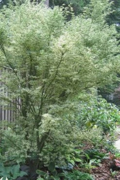 Orido Nishiki Pink Variegated Japanese Maple - 5 Gallon Pot -Garden Plants Shop Japanese Maple Butterfly 5 2