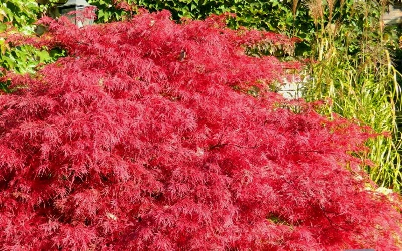 Crimson Queen Dwarf Japanese Maple - 2 Gallon Pot 6 Crimson Queen Dwarf Japanese Maple - 2 Gallon Pot - Image 4
