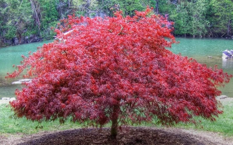 Firefall Lace Leaf Japanese Maple - 1 Gallon Pot 6 Firefall Lace Leaf Japanese Maple - 1 Gallon Pot - Image 4