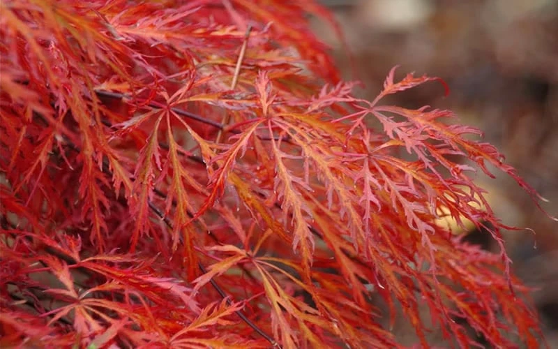 Firefall Lace Leaf Japanese Maple - 1 Gallon Pot 7 Firefall Lace Leaf Japanese Maple - 1 Gallon Pot - Image 5