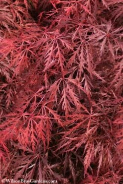 Firefall Lace Leaf Japanese Maple - 1 Gallon Pot 13 Firefall Lace Leaf Japanese Maple - 1 Gallon Pot -Garden Plants Shop Japanese Maple Firefall 3