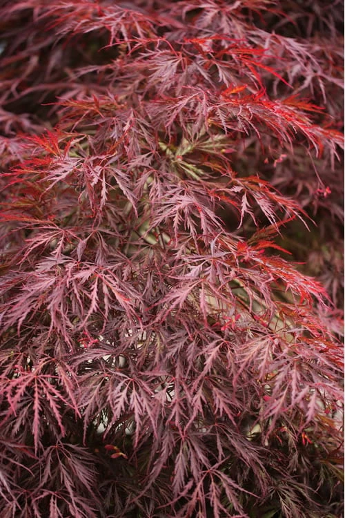 Firefall Lace Leaf Japanese Maple - 1 Gallon Pot 3 Firefall Lace Leaf Japanese Maple - 1 Gallon Pot