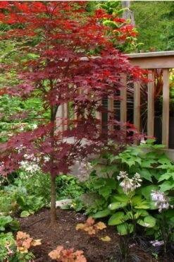 Fireglow Red Leaf Japanese Maple - 1 Gallon Pot -Garden Plants Shop Japanese Maple Fireglow 500x750 2