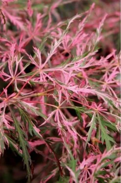 Hana Matoi Pink Leaf Japanese Maple (Acer Palmatum) - 2 Gallon Pot -Garden Plants Shop Japanese Maple Hana Matoi Leaves Closeup