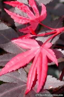 Red 'N Summer Japanese Maple - Acer Palmatum 'Hefner's Red' - 3 Gallon Pot -Garden Plants Shop Japanese Maple Hefners Red 20