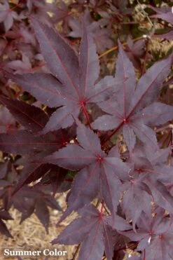 Red 'N Summer Japanese Maple - Acer Palmatum 'Hefner's Red' - 3 Gallon Pot -Garden Plants Shop Japanese Maple Hefners Red 21