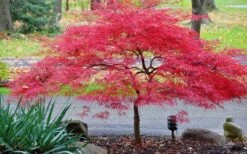 Inaba Shidare Red Japanese Maple - 2 Gallon Pot -Garden Plants Shop Japanese Maple Inaba Shidare 2 2