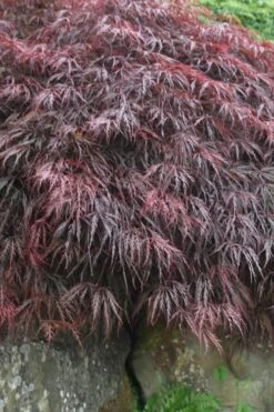 Inaba Shidare Red Japanese Maple - 2 Gallon Pot -Garden Plants Shop Japanese Maple Inaba Shidare 5 2