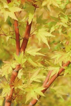 Japanese Sunrise Japanese Maple - 3 Gallon Pot -Garden Plants Shop Japanese Maple Japanese Sunrise Bark 500x700 1