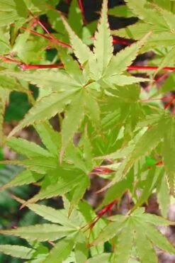 Japanese Sunrise Japanese Maple - 3 Gallon Pot -Garden Plants Shop Japanese Maple Japanese Sunrise Spring 500x700 1