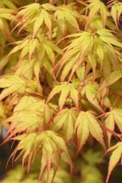Katsura Japanese Maple - 3 Gallon Pot -Garden Plants Shop Japanese Maple Katsura 1