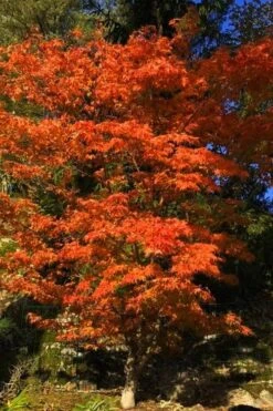 Katsura Japanese Maple - 3 Gallon Pot -Garden Plants Shop Japanese Maple Katsura 5