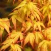 Katsura Japanese Maple - 3 Gallon Pot