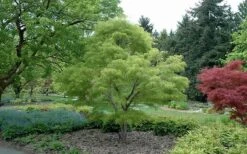 Koto No Ito Japanese Maple - 1 Gallon Pot -Garden Plants Shop Japanese Maple Koto No Ito Summer Color