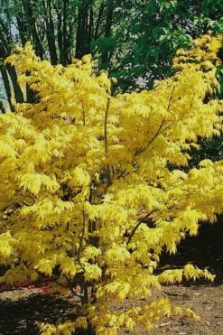 Orange Dream Japanese Maple - 1 Gallon Pot -Garden Plants Shop Japanese Maple Orange Dream 10