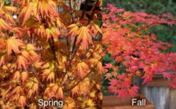Orange Dream Japanese Maple - 1 Gallon Pot -Garden Plants Shop Japanese Maple Orange Dream Spring Fall