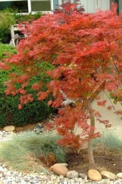 Orangeola Weeping Japanese Maple - 3 Gallon Pot (2-3') 11 Orangeola Weeping Japanese Maple - 3 Gallon Pot (2-3') -Garden Plants Shop Japanese Maple Orangeola 1 1