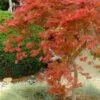 Orangeola Weeping Japanese Maple (High Graft Tree) - 3 Gallon Pot 2 Orangeola Weeping Japanese Maple (High Graft Tree) - 3 Gallon Pot -Garden Plants Shop Japanese Maple Orangeola 1