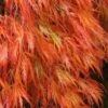 Orangeola Weeping Japanese Maple - 3 Gallon Pot (2-3') -Garden Plants Shop Japanese Maple Orangeola 2 1