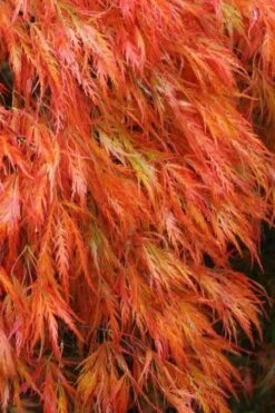 Orangeola Weeping Japanese Maple - 3 Gallon Pot (2-3')