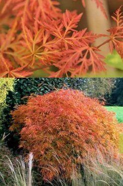 Orangeola Weeping Japanese Maple - 3 Gallon Pot (2-3') 10 Orangeola Weeping Japanese Maple - 3 Gallon Pot (2-3') -Garden Plants Shop Japanese Maple Orangeola 3 1