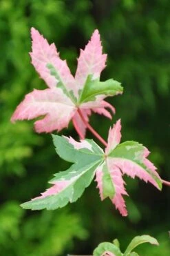 Orido Nishiki Pink Variegated Japanese Maple - 5 Gallon Pot -Garden Plants Shop Japanese Maple Orido Nishiki 1