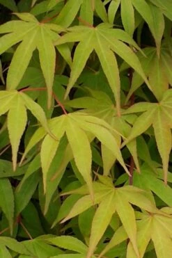 Osakazuki Japanese Maple - 1 Gallon Pot -Garden Plants Shop Japanese Maple Osakazuki 5