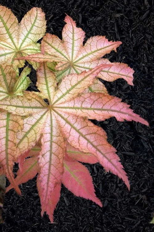 Peaches And Cream Japanese Maple - 3 Gallon Pot 3 Peaches And Cream Japanese Maple - 3 Gallon Pot