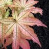 Peaches And Cream Japanese Maple - 5 Gallon Pot 2 Peaches And Cream Japanese Maple - 5 Gallon Pot -Garden Plants Shop Japanese Maple Peaches And Cream 6 2
